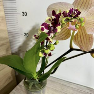 Alternative view of Фаленопсис ф9 #608