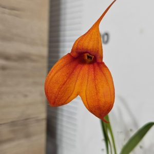 Орхидея Масдевалия | Рядък вид #615