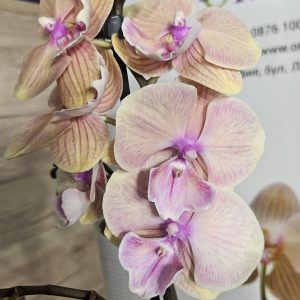 Фаленопсис 1цв.   #629