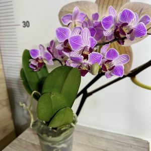 Alternative view of Фаленопсис ф9 #607