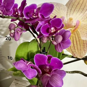 Фаленопсис ф9 #606