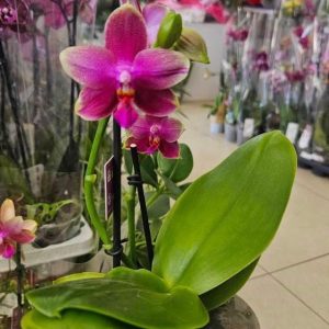 Alternative view of Ароматен Фаленопсис 2цв. Лиодоро   #612