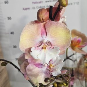 Фаленопсис 1цв.   #614