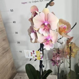 Alternative view of Фаленопсис 1цв.   #615