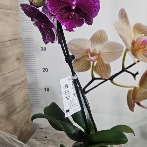 Alternative view of Фаленопсис 1цв.   #626