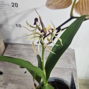 Alternative view of Орхидея Енциклия  #2