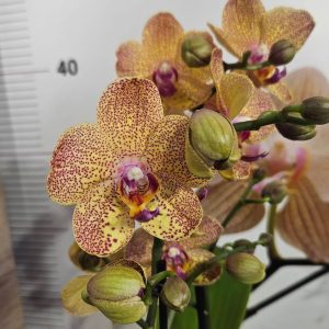 Фаленопсис 2цв. #615