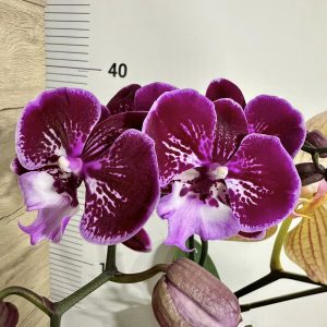 Фаленопсис 1цв.   #613
