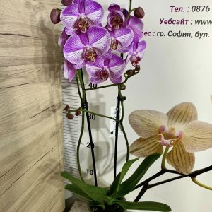 Alternative view of Фаленопсис 2цв.  #664