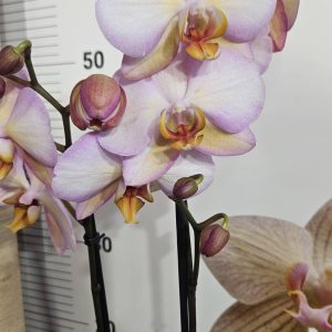 Фаленопсис 2 цв.  Пастело  #640