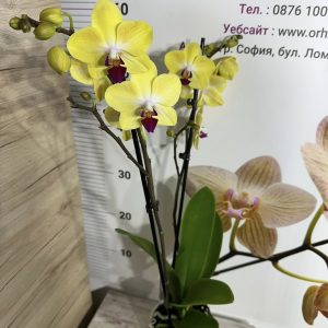 Alternative view of Фаленопсис 2цв.  #667