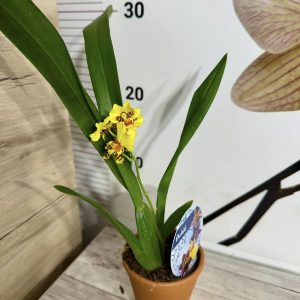 Alternative view of Ароматна Камбрия #109