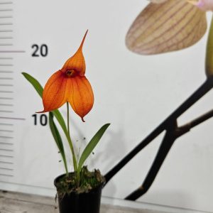 Alternative view of Орхидея Масдевалия | Рядък вид #610