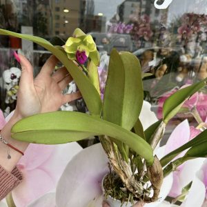 Alternative view of Ароматна Катлея #21