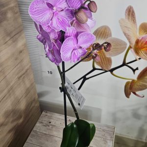 Alternative view of Фаленопсис 1цв.   #616