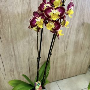 Alternative view of Топ Цена !Фаленопсис 2цв.  #666