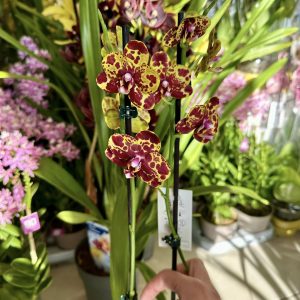 Фаленопсис 2цв. Snake Skin #660