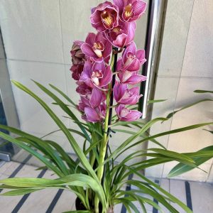 Alternative view of Цимбидиум #51