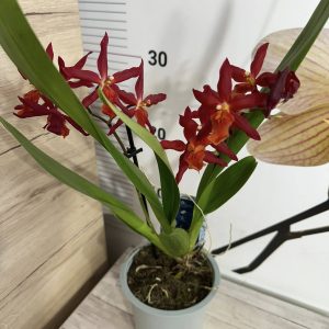 Alternative view of Ароматна Камбрия #107