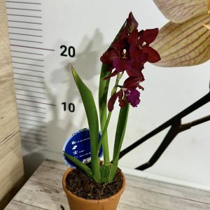 Alternative view of Ароматна Камбрия ф 9 #110