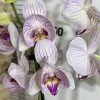 Фаленопсис 2цв.пелорик #668