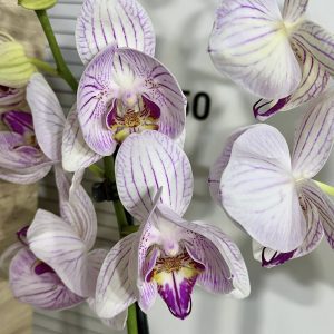 Фаленопсис 2цв.пелорик #668