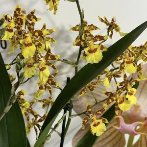 Ароматна Камбрия #113