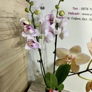 Alternative view of Фаленопсис 2цв.пелорик #668