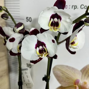 Фаленопсис 2цв. Polka Dots   #652