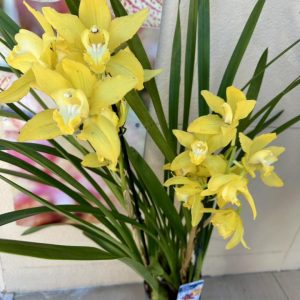 Alternative view of Цимбидиум #50