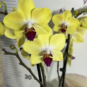 Фаленопсис 2цв.  #667