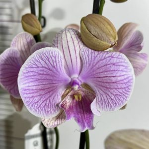 Фаленопсис 2цв.  #656