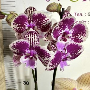 Фаленопсис 2цв.  #655