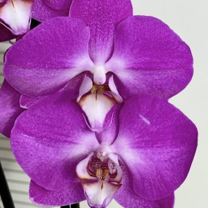 Фаленопсис 2цв.  #650