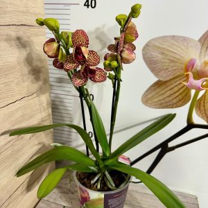 Alternative view of Фаленопсис 2цв. Тигър пелорик #658
