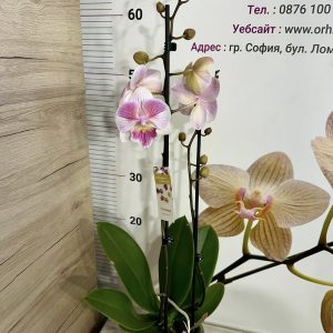 Alternative view of Фаленопсис 2цв.  #644