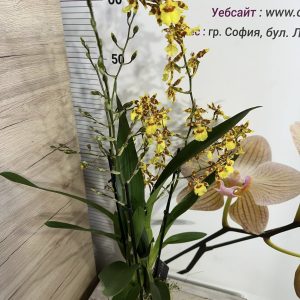 Alternative view of Ароматна Камбрия #113