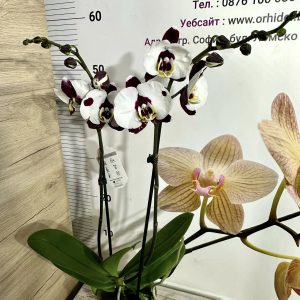 Alternative view of Фаленопсис 2цв. Polka Dots   #652