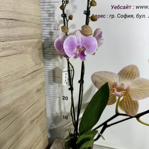 Alternative view of Фаленопсис 2цв.  #656