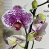 Фаленопсис 2цв. Pandora  #653