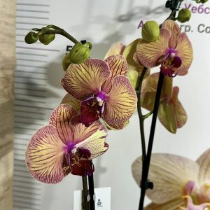 Фаленопсис 2цв.  #651