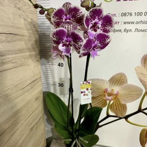 Alternative view of Фаленопсис 2цв.  #655