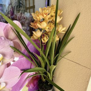 Alternative view of Цимбидиум #52