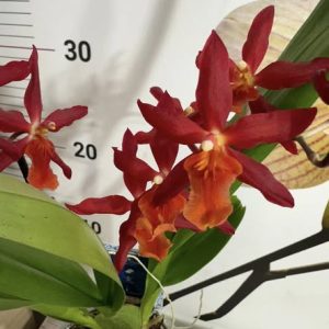 Ароматна Камбрия #107