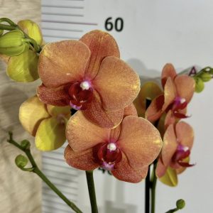 Фаленопсис 2цв.  #659