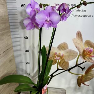 Alternative view of Фаленопсис 2цв.  #649