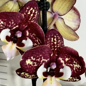 Фаленопсис 2цв.  #658