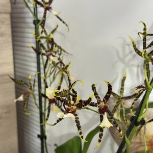 Alternative view of Ароматна Камбрия #106