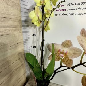 Alternative view of Фаленопсис 2цв.  #670