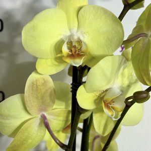 Фаленопсис 2цв.  #670